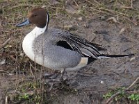 Pintail Male